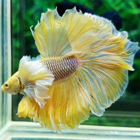 Most Beautiful Betta Fish in the World | Odd Interesting