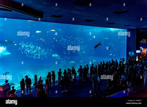 Whale shark and fish in Okinawa Churaumi Aquarium Stock Photo - Alamy