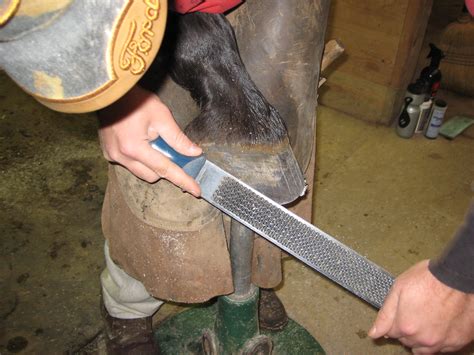 The Complete Guide to Rasping a Horse's Hoof: Techniques, Tools, and Benefits - horseyquestions.com