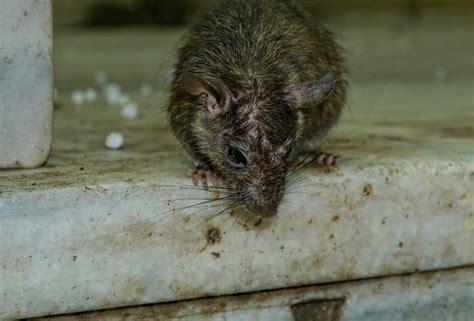 Mice Droppings: How To Identify & Clean Them From Your Home | Rentokil