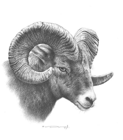 Big Horn Sheep – Original Pencil Drawingby Dennis Mayer Jr. Valued $600