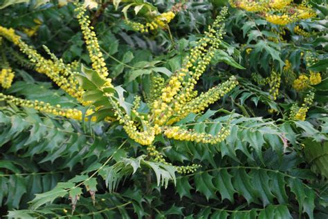 Mahonia Japonica. Garden Shrubs for Sale . Letsgoplanting.co.uk