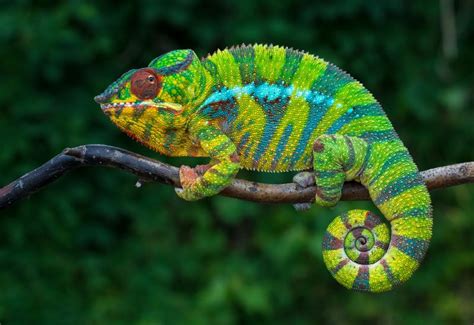 Chameleo