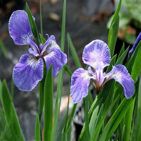 IRIS SETOSA ARCTICA SEEDS (Dwarf Arctic Iris) - Plant World Seeds