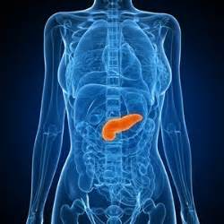 Pancreas | You and Your Hormones from the Society for Endocrinology