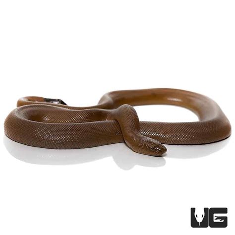 Rubber Boa For Sale - Underground reptiles