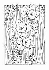 Coloring Page daffodil  Free Printables Img 27743 sketch template