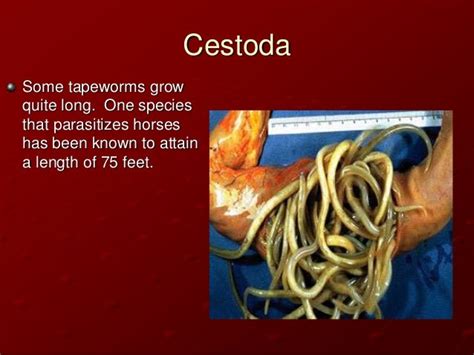 Class Cestoda Notes