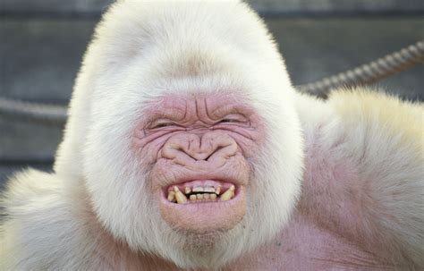 Snowflake the albino gorilla who lived from 1964 - 2003 ...