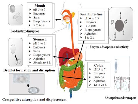 Digestive System Labeled Model