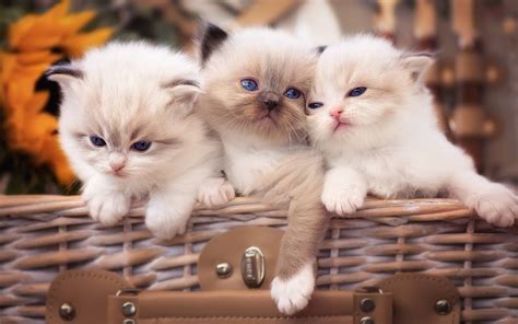 Download Baby Animal Basket Fluffy Kitten Animal Cat HD Wallpaper