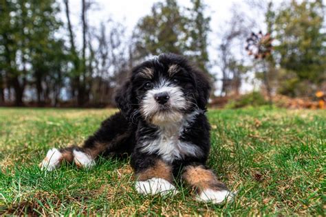 Do Bernedoodles Shed? Grooming And Care Tips