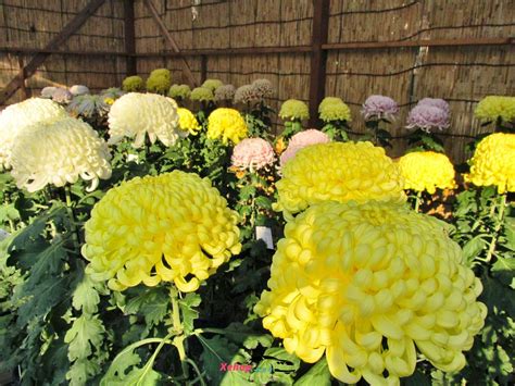 Discover Nanyo Chrysanthemum Festival Japan