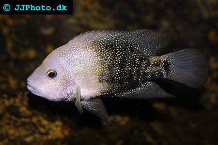 Texas Cichlid ,Herichthys cyanoguttatus - Care & Stats