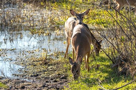 Premium Photo | Key deer in natural habitat in florida state park