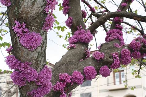 Spring-flowering redbud has curious blooms on trunk, branches