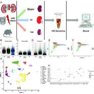 Single-nucleus RNA sequencing (snRNA-seq) identifies dynamic cellular... | Download Scientific ...