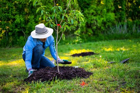 How to replant and care for a tree after it has been cut - Neighbor Cut ...