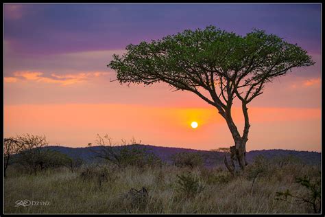 African Safari Sunrise