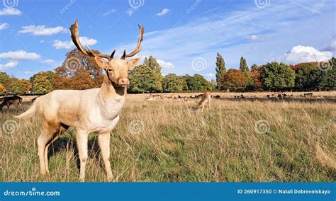 Portrait of Young Hart Deer Grazing in Natural Park in Autumn Stock Photo - Image of stag, grass ...