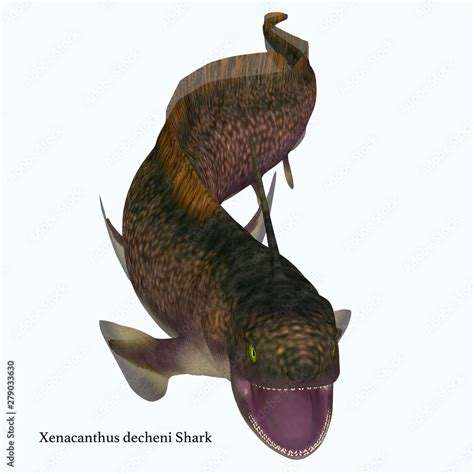 Xenacanthus Shark Open Mouth with Font - Xenacanthus was a carnivorous ...