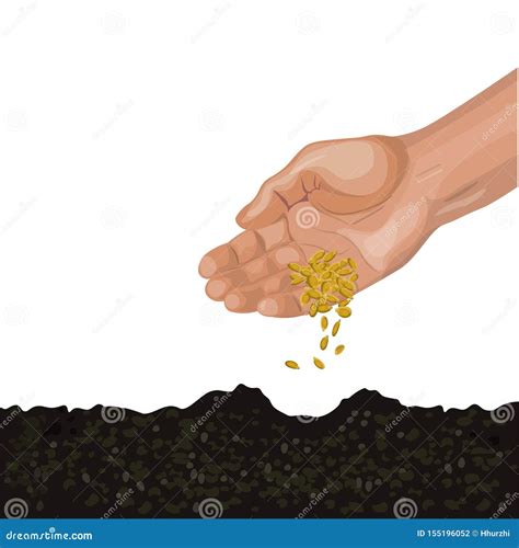 Hand sowing seeds stock vector. Illustration of cereal - 155196052