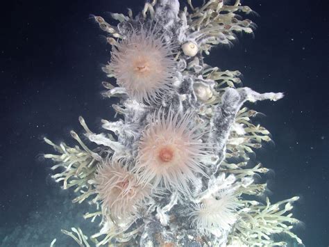 Gallery: Unique Life at Antarctic Deep-Sea Vents | Live Science