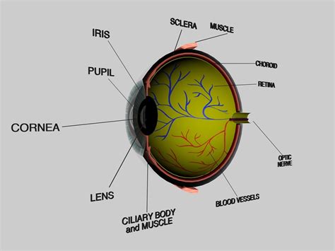 Human Eye Cross Section Eyeball 3D model | CGTrader