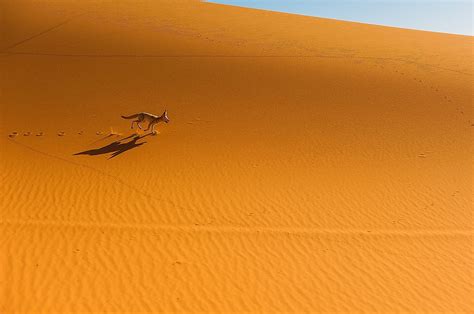 Africa Sahara Desert Animals