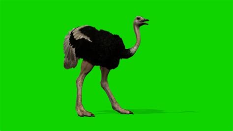 Greenscreen Animals Videos: Download 7+ Free 4K & HD Stock Footage ...