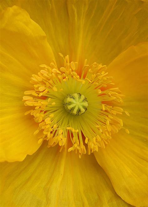 Yellow Poppy Flower Center Photograph by Debi Dalio