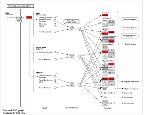 "PPAR signaling pathway" was an upregulated KEGG pathway for the ...