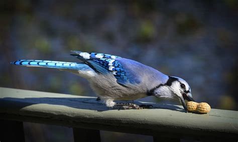 What kind of feeders do Blue Jays like - Wildlifeful