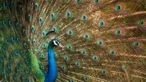 Fun Indian Peafowl Facts For Kids | Kidadl