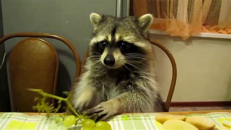 cute raccoon eating grapes - YouTube