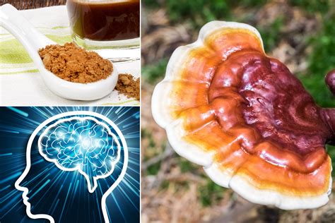 Everything You Need To Know About Reishi Mushroom Powder Before (and ...