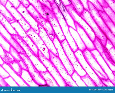 Typical Plant Cell 100x Magnification Stock Image - Image of cells, magnification: 152965909