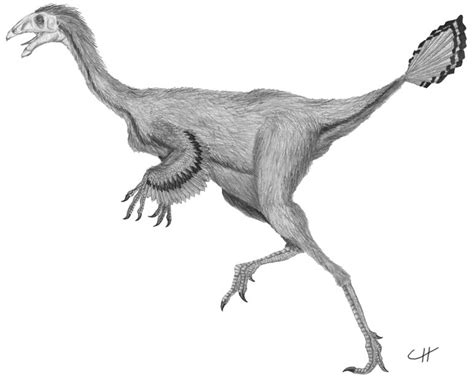 Caudipteryx Pictures & Facts - The Dinosaur Database