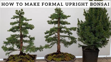 Making Formal Upright Bonsai from Alberta Spruce - YouTube