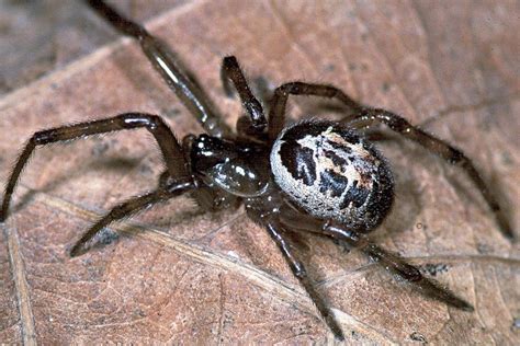 Identifying and Understanding The False Widow Spider UK