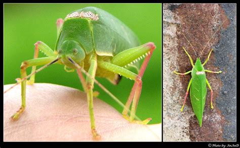 Giant Green Leaf Bug