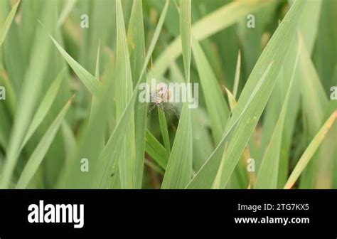 Wasp spider eggs Stock Videos & Footage - HD and 4K Video Clips - Alamy