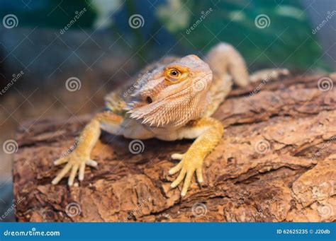 Angry Bearded Dragon stock image. Image of upset, life - 62625235