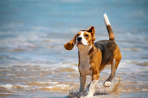 Photo of a Beagle playing on the beach | Beagle, Beach, Photo