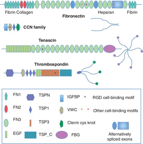 Examples of characteristic ECM glycoprotein structures. Note the... | Download Scientific Diagram