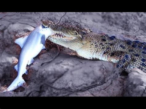 Crocodile Attack Compilation #HD - YouTube