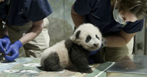 National Zoo extends panda deal with China through 2023 | AP News