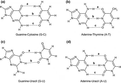 H-bonded complexes of nucleic acid pairs: a guanine–cytosine (G–C), b... | Download Scientific ...