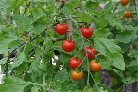 Super Sweet 100 Tomato Plant | Cordon Tomato | Buy Online