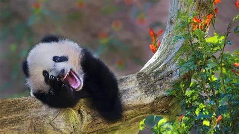 Scary Pandas Wallpapers - Wallpaper Cave